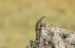 Foto Lagarto de Cobre
