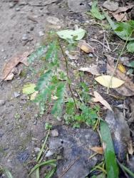 Foto Rompepiedras