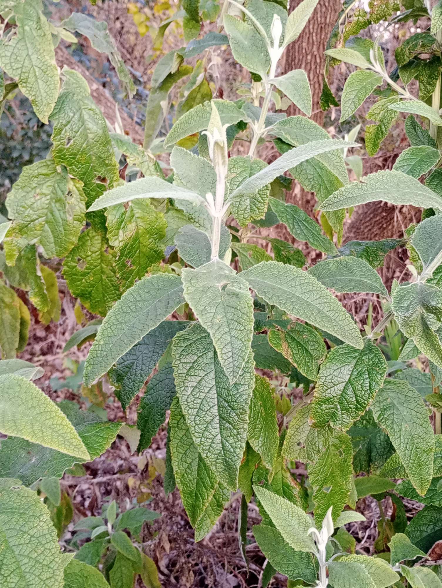 Foto Cambará