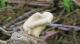 Pleurotus albidus