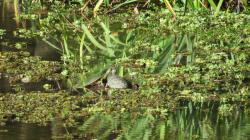 Foto Tortuga de Laguna