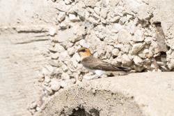 Photo Golondrina Cabeza Rojiza