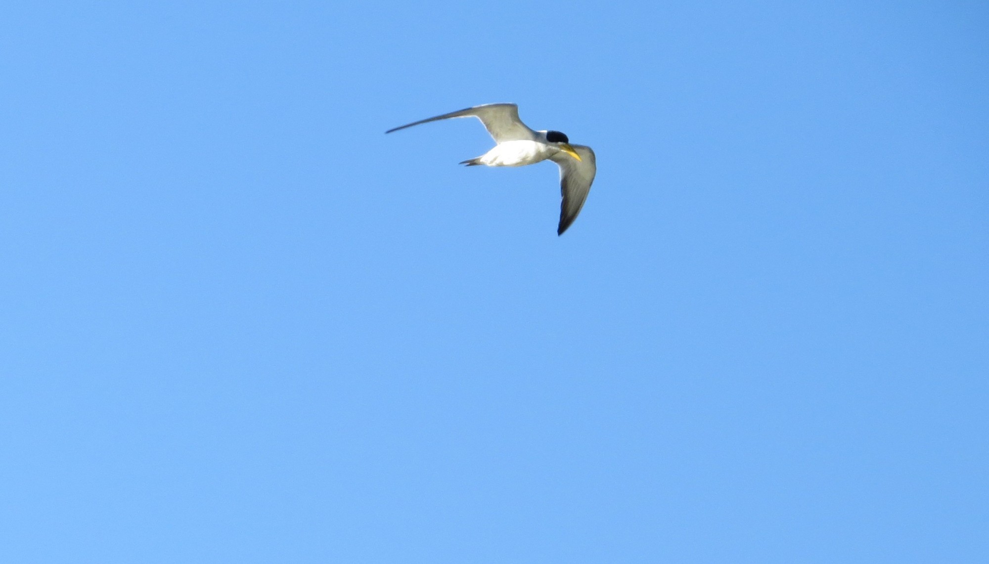 Foto Atí