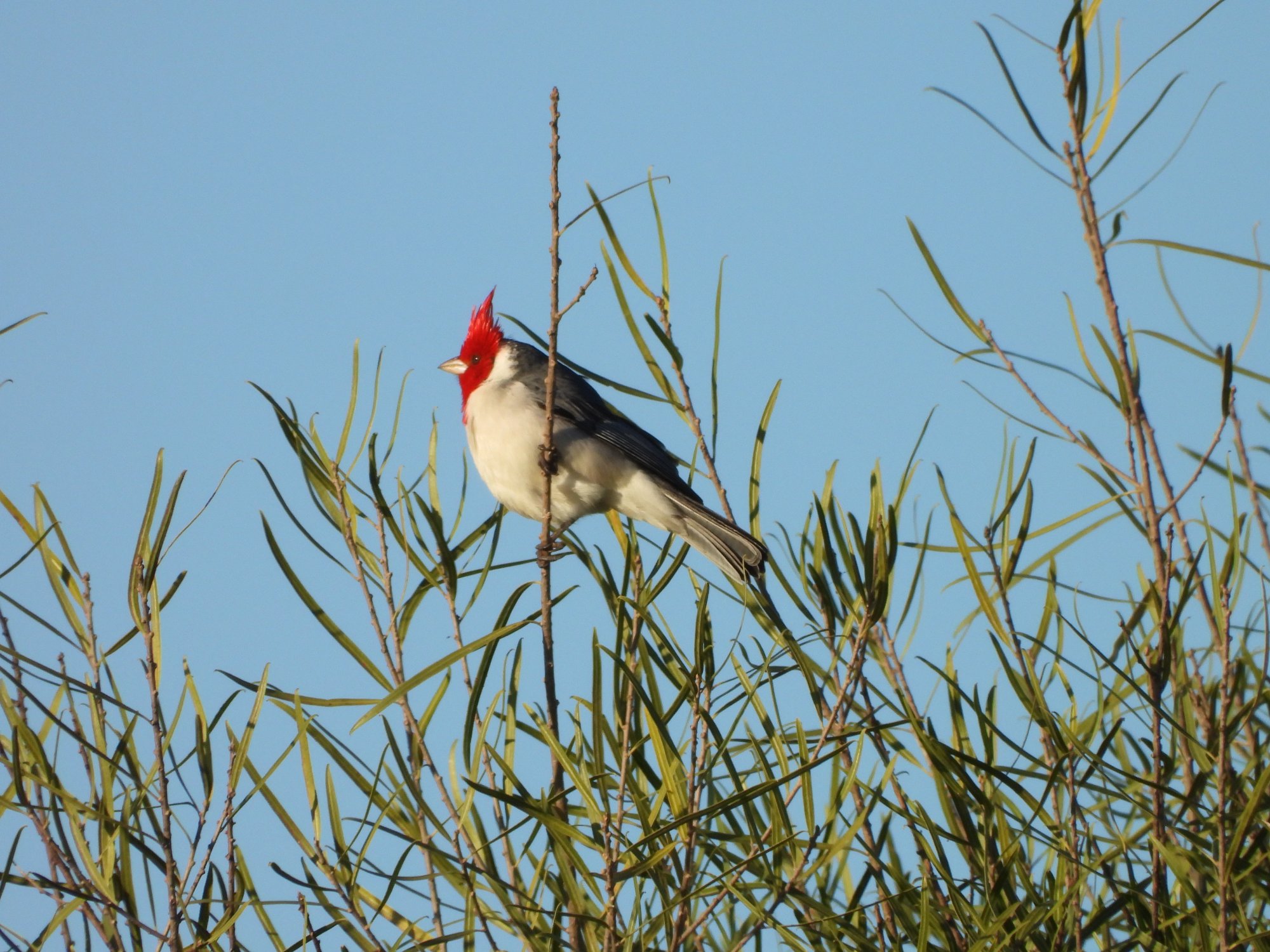 Photo Cardenal Común