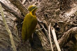Foto Carpintero Dorado Común