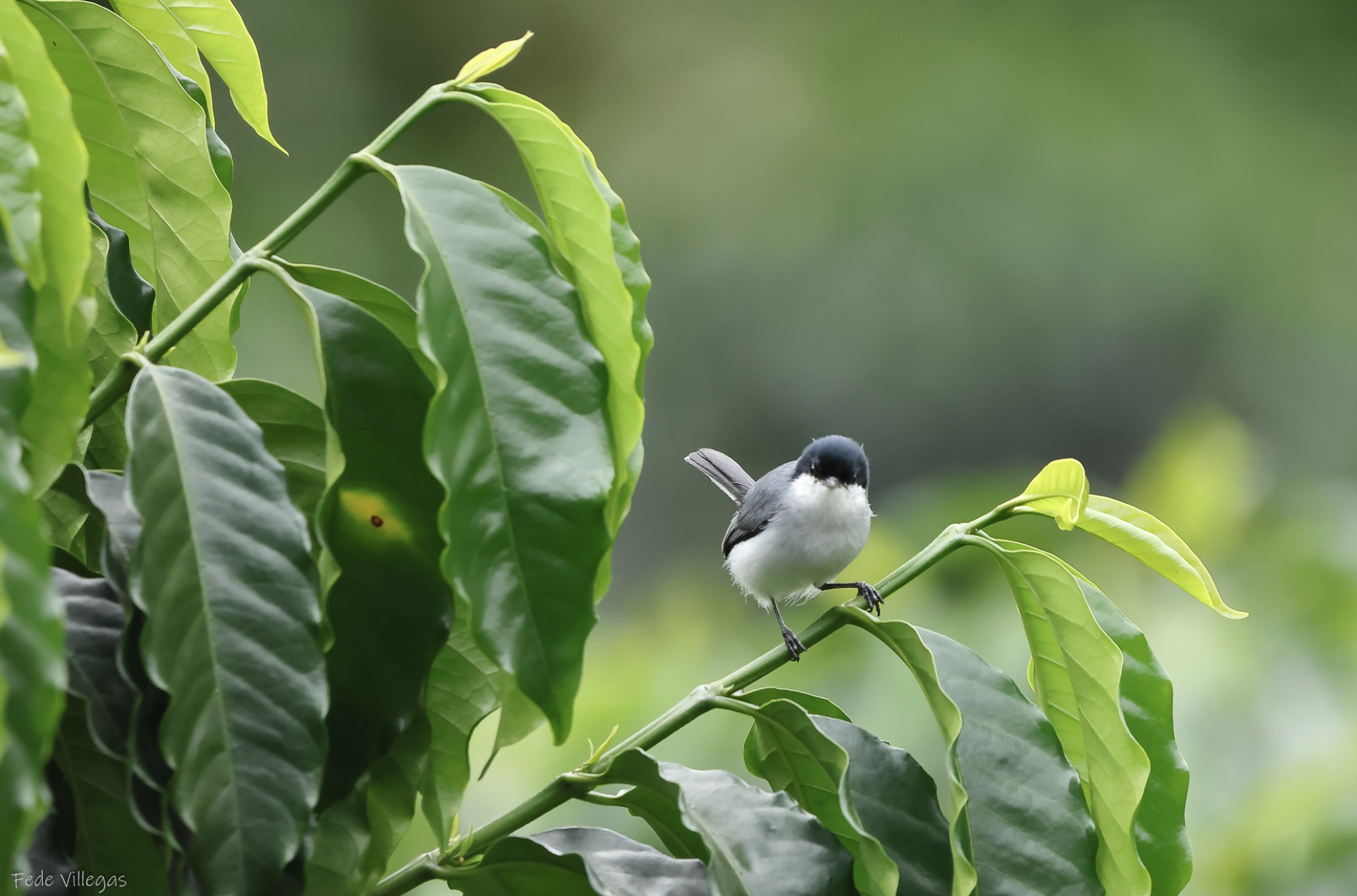 Photo Perlita Tropical