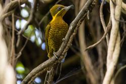Foto Carpintero Dorado Común