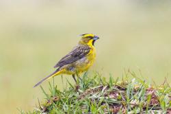Foto Cardenal Amarillo