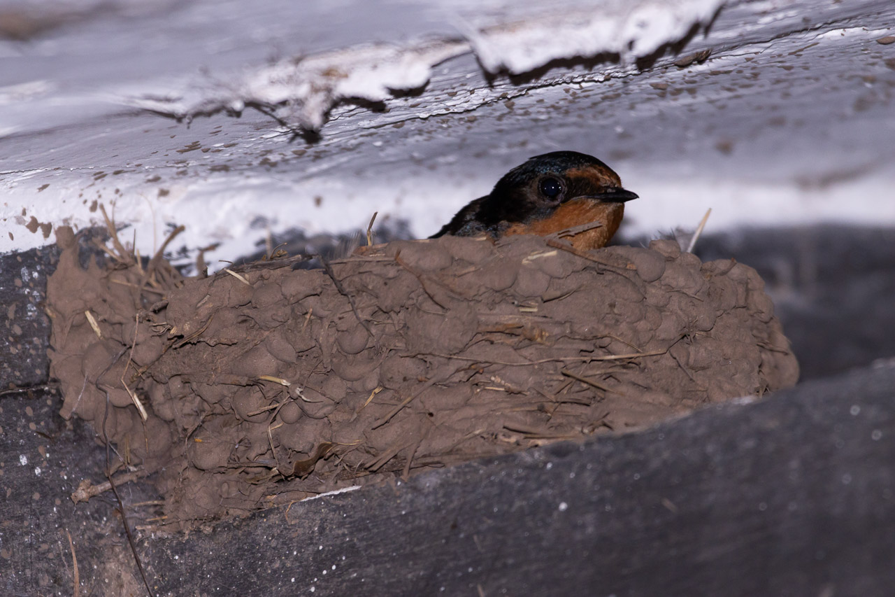 Foto Golondrina Tijerita