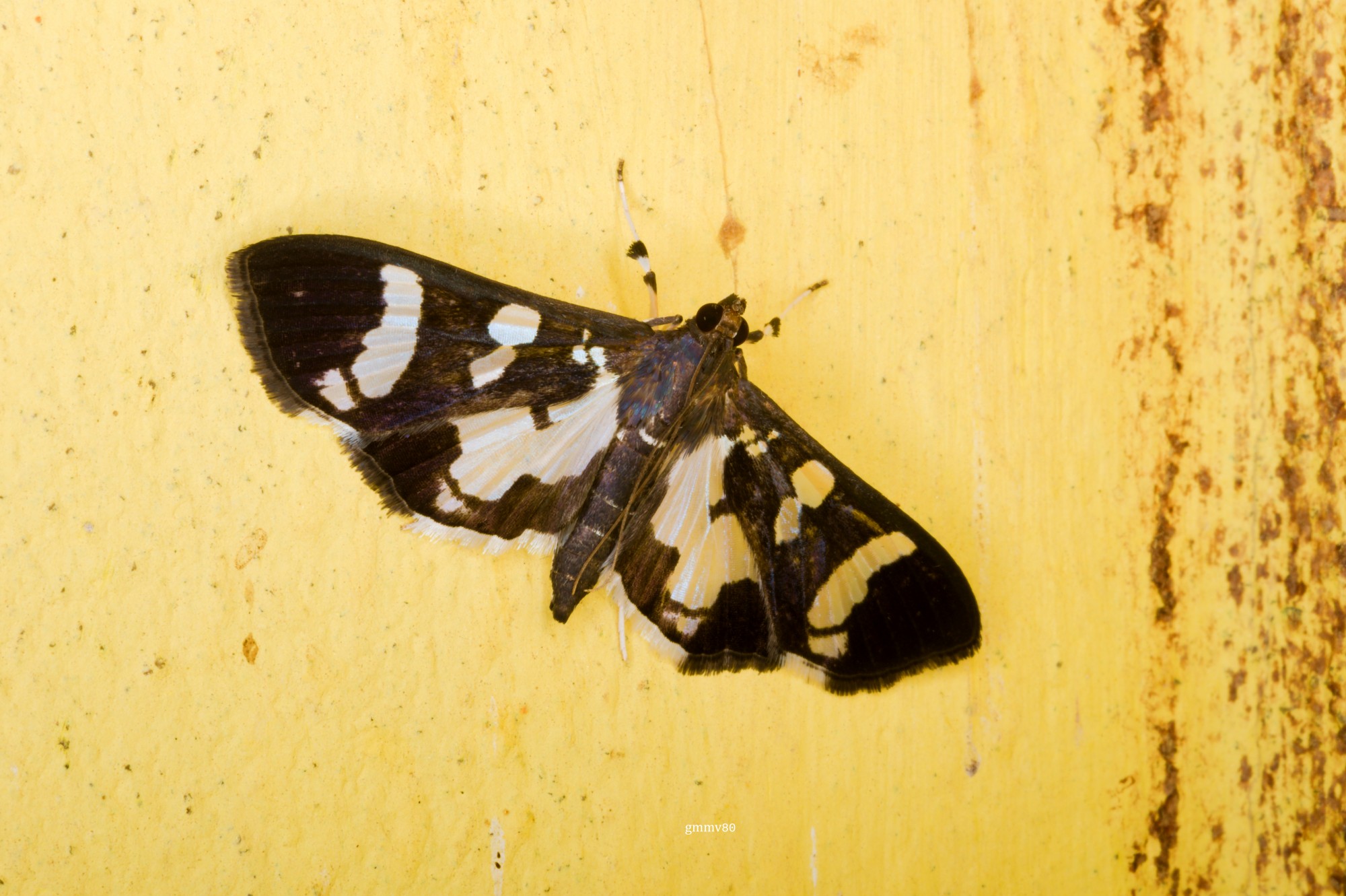 Desmia&nbsp;bajulalis