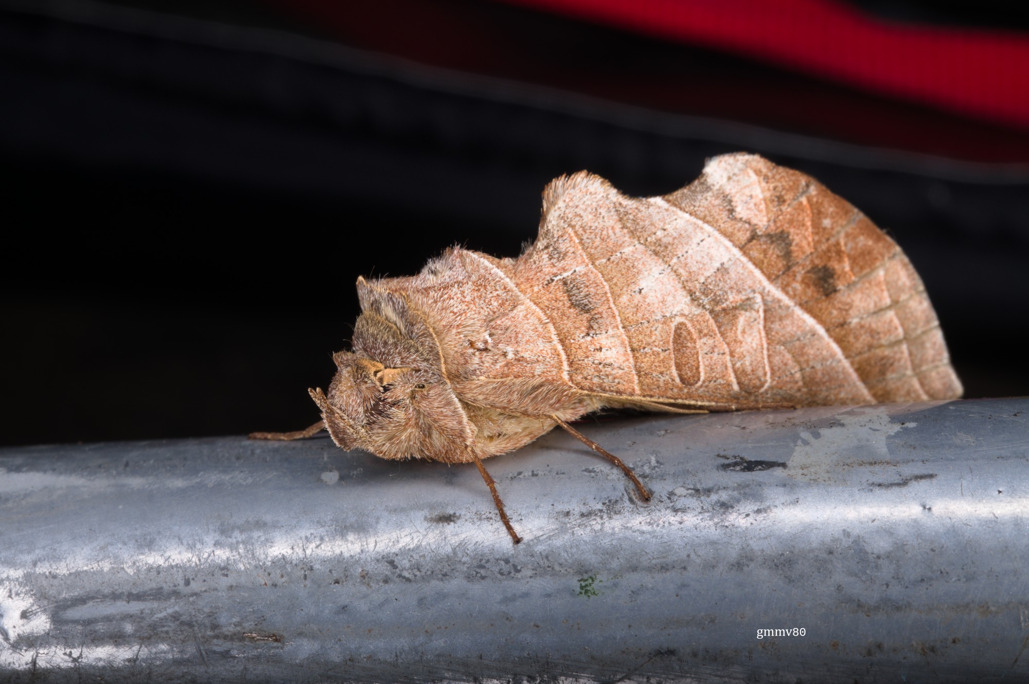Antaea&nbsp;licormas
