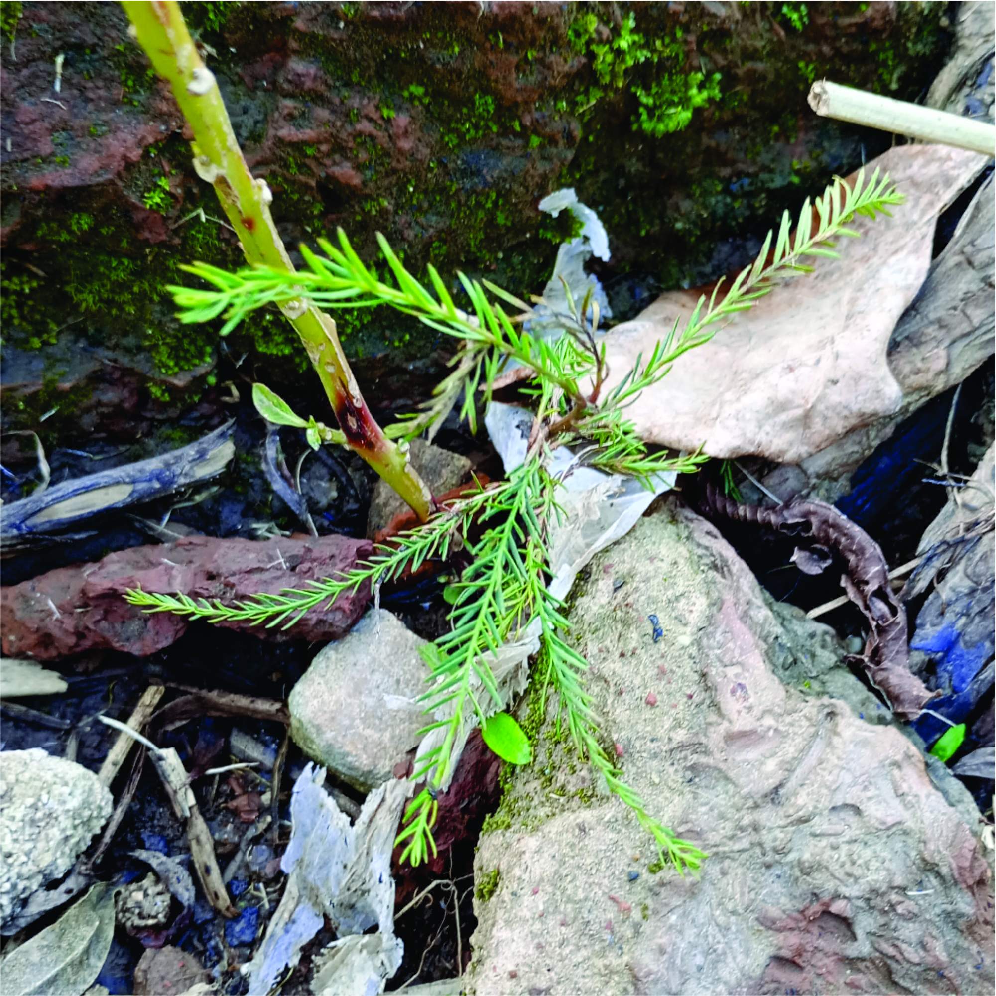 Photo Ciprés De Los Pantanos