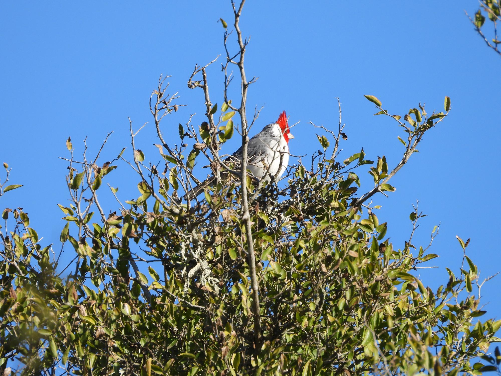 Foto Cardenal Común