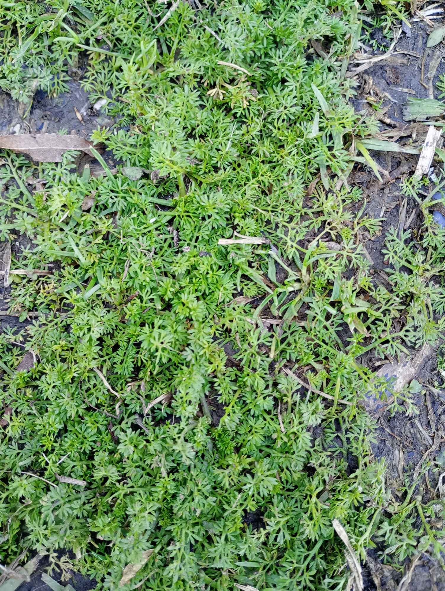 Foto Zanahoria Blanca