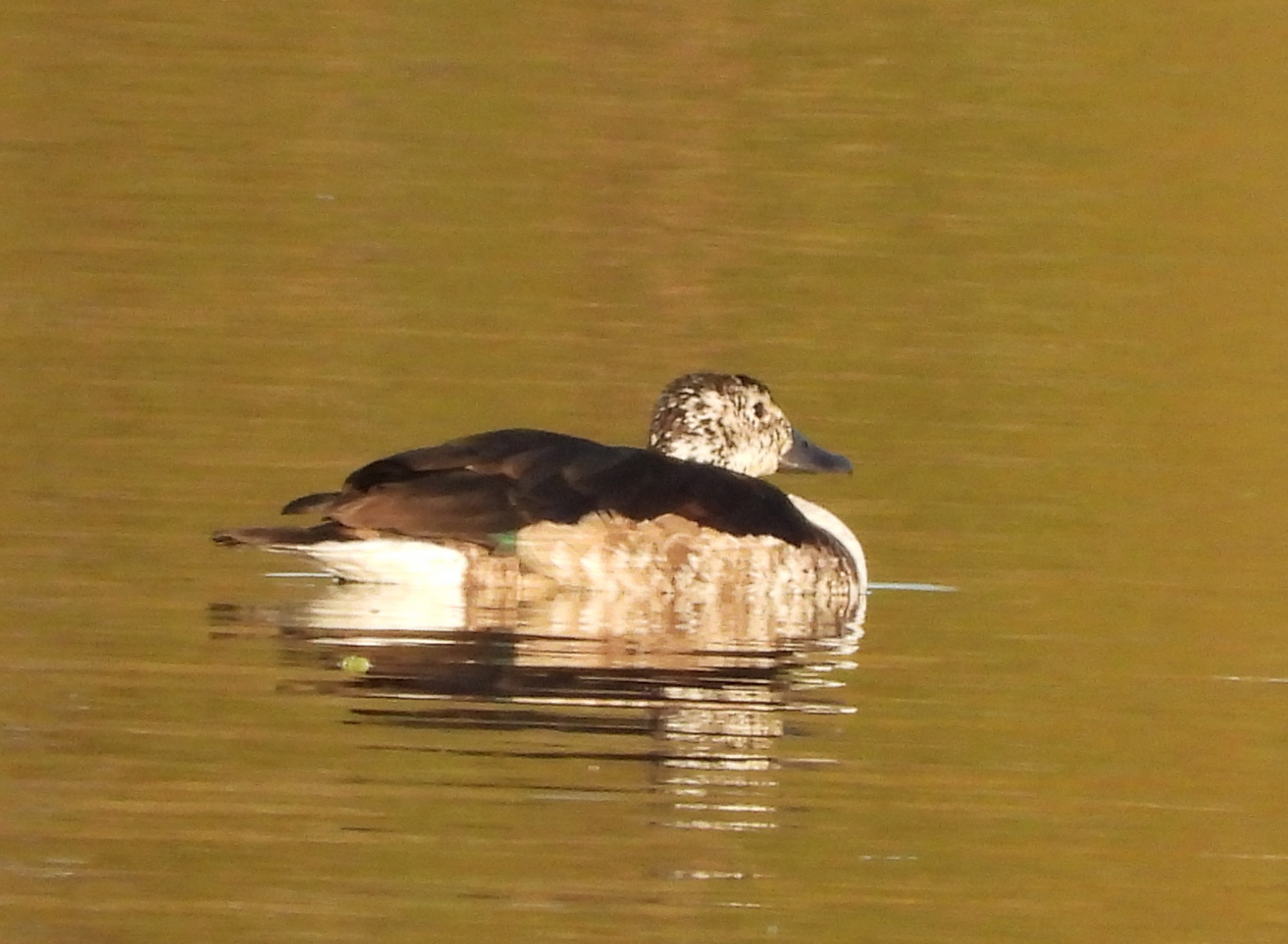 Foto Pato Crestudo