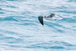 Photo Gaviota Reidora Americana