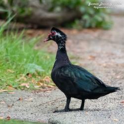 Foto Pato Real