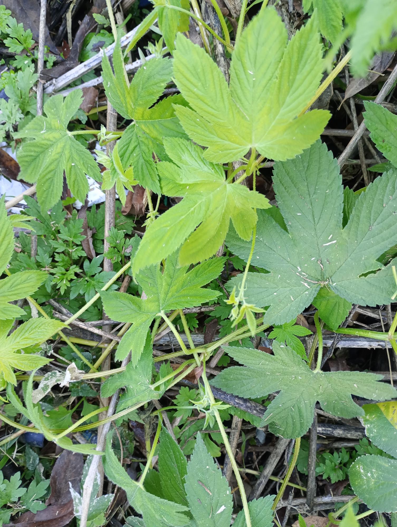 Humulus&nbsp;scandens