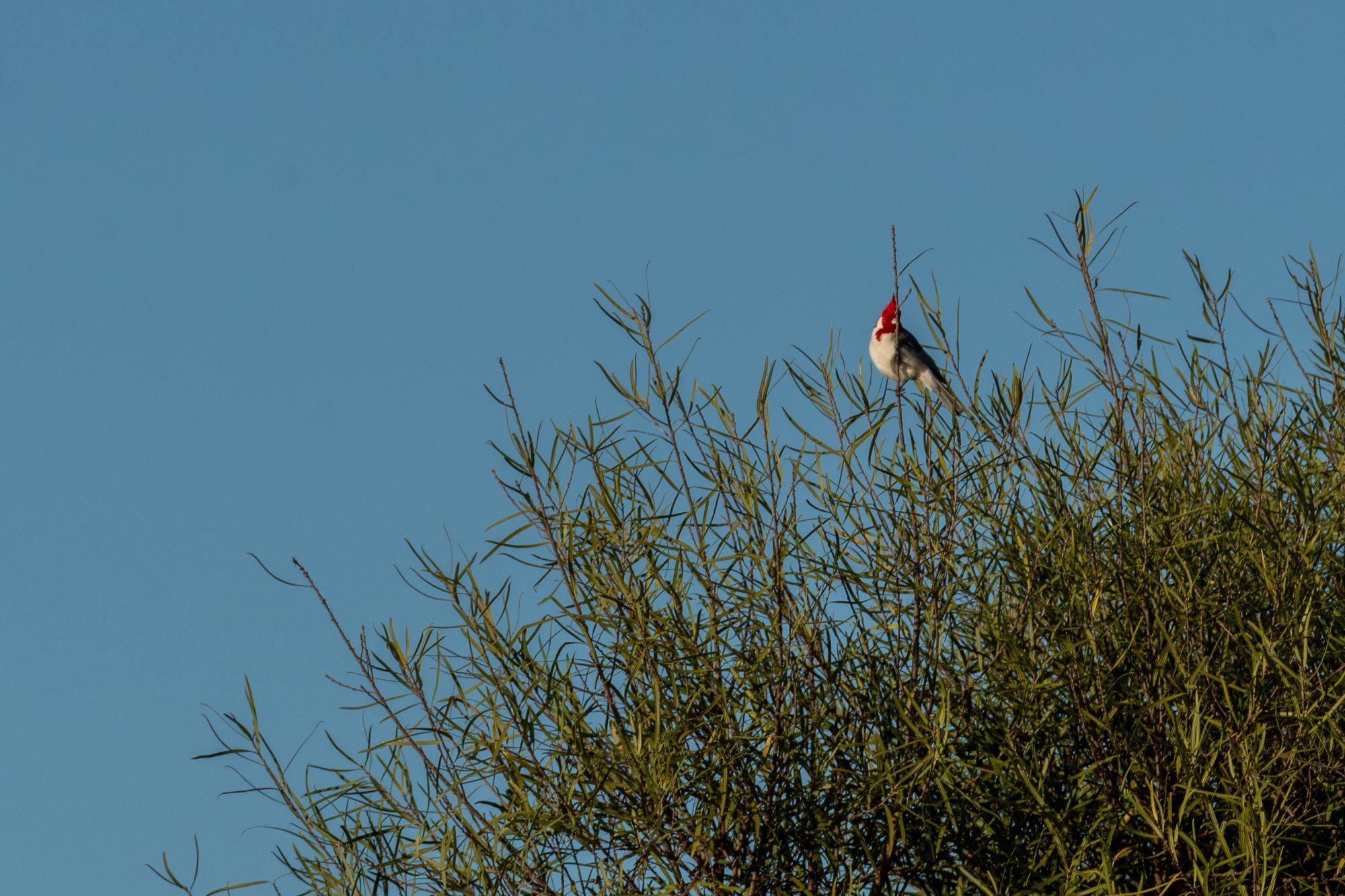 Photo Cardenal Común