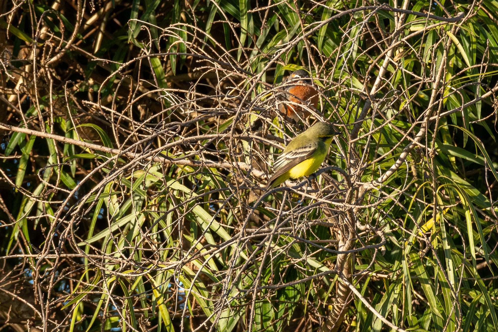Photo Suirirí Amarillo