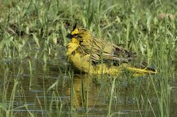 Foto Cardenal Amarillo