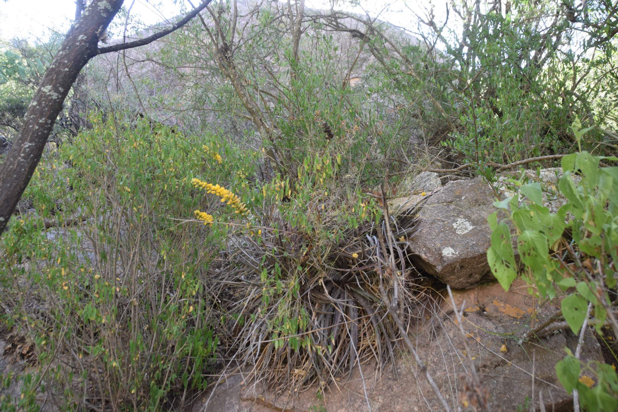 Photo Chaguar De Las Peñas