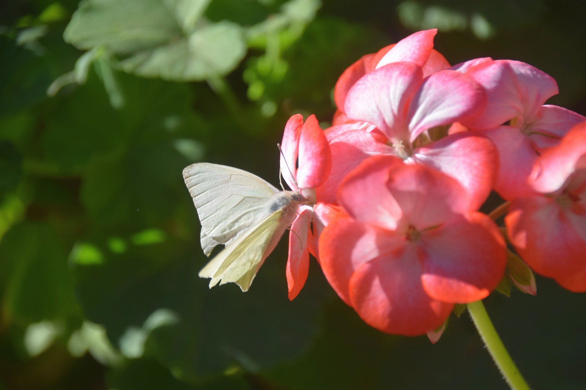 Photo Lechosa Serrana