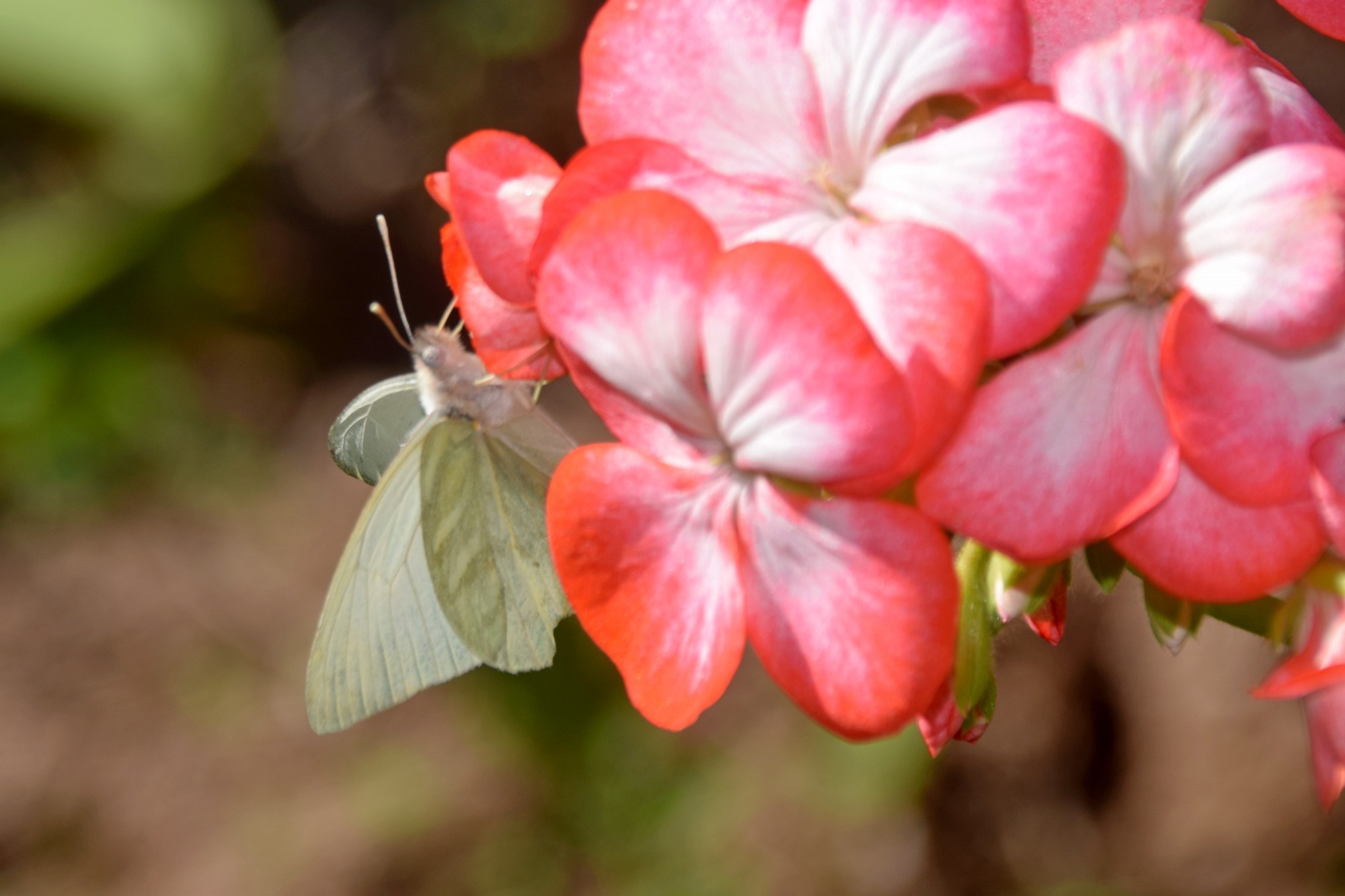 Photo Lechosa Serrana
