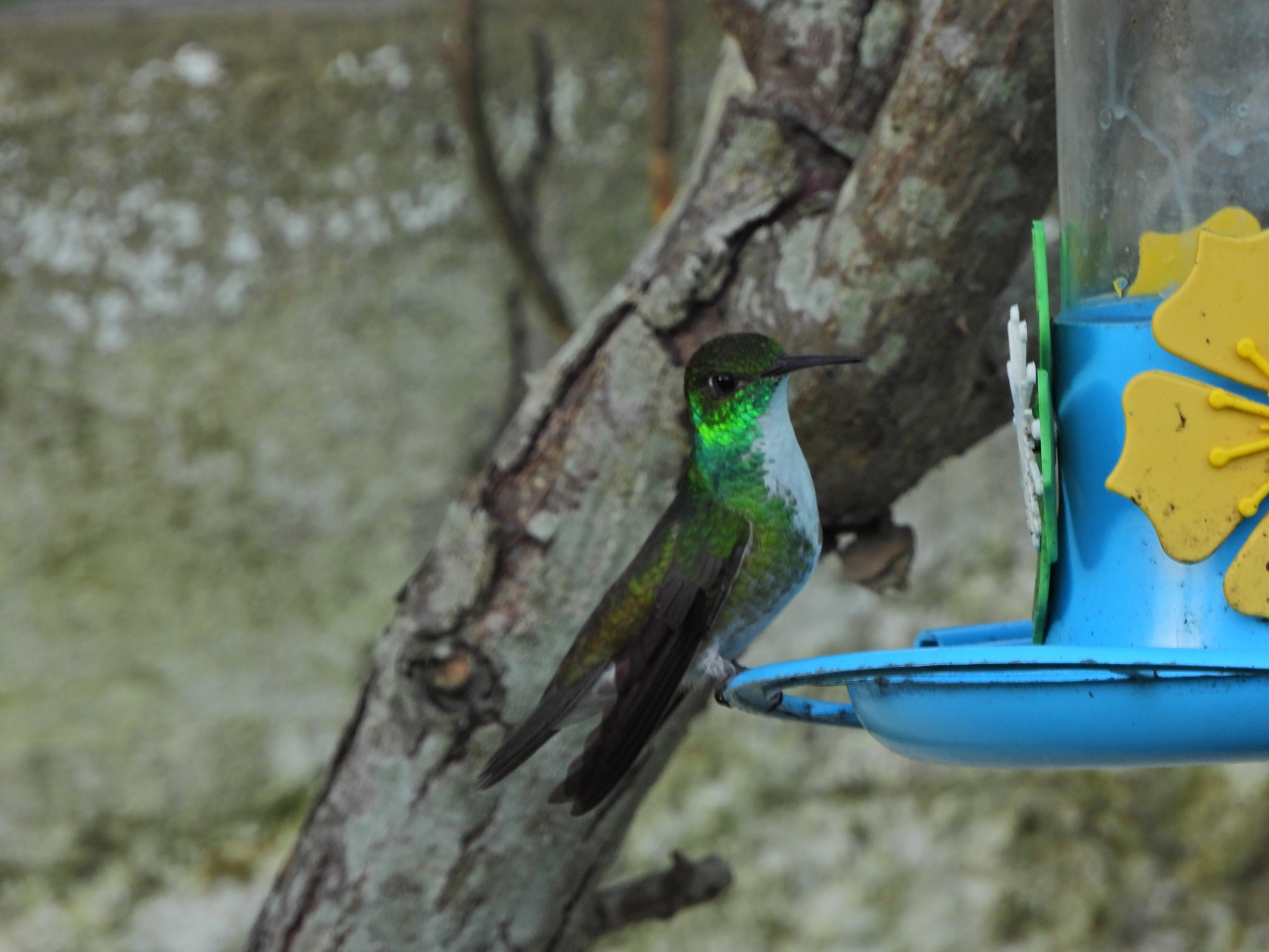 Chrysuronia&nbsp;versicolor