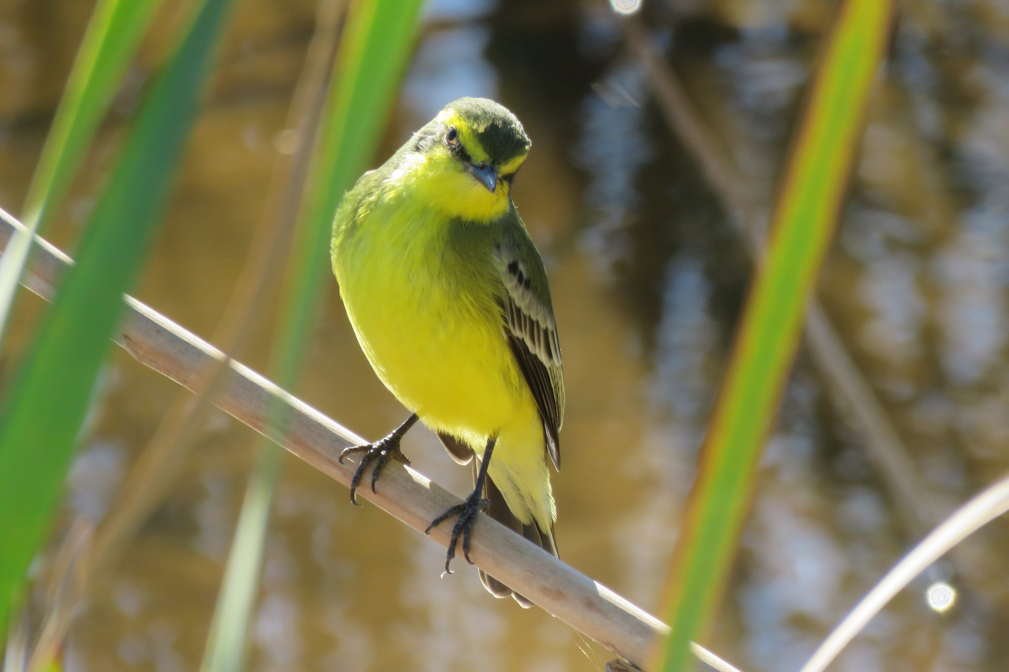 Foto Suirirí Amarillo