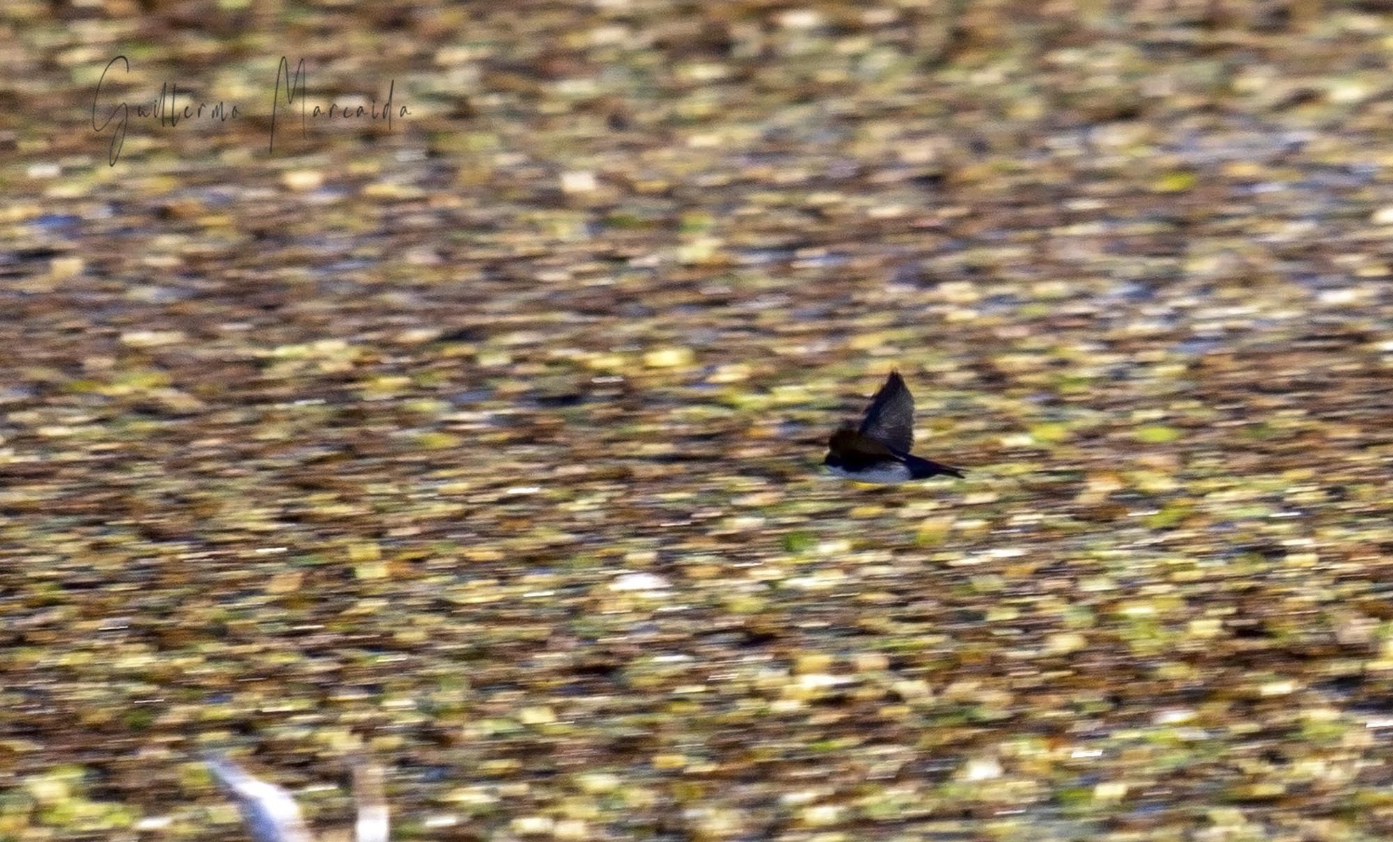 Photo Golondrina Barranquera