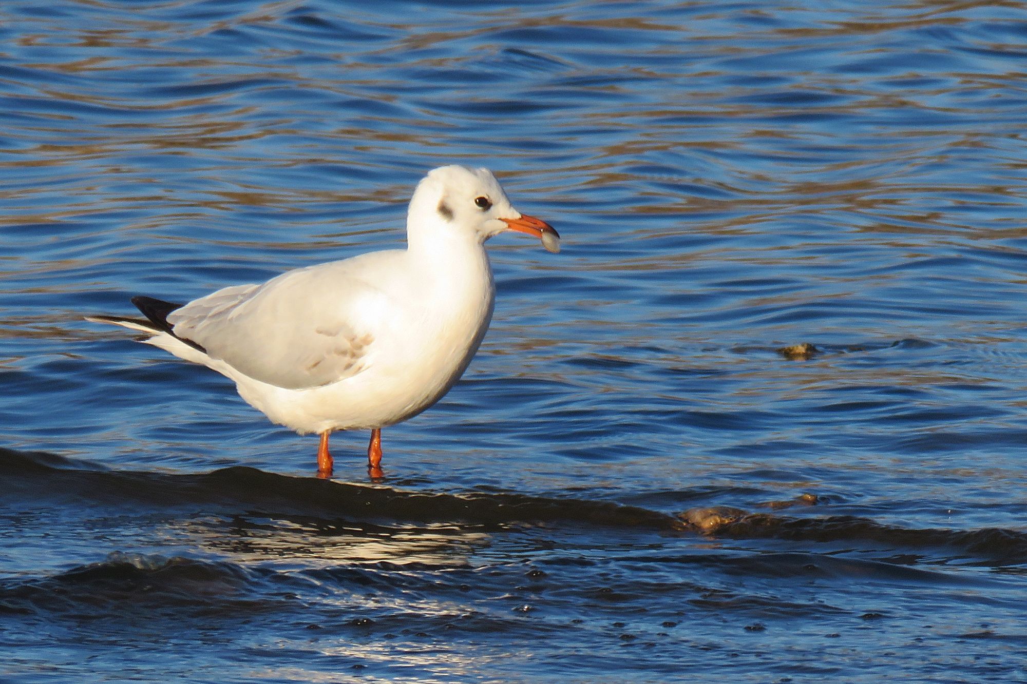 Photo Gaviota Capucho Café