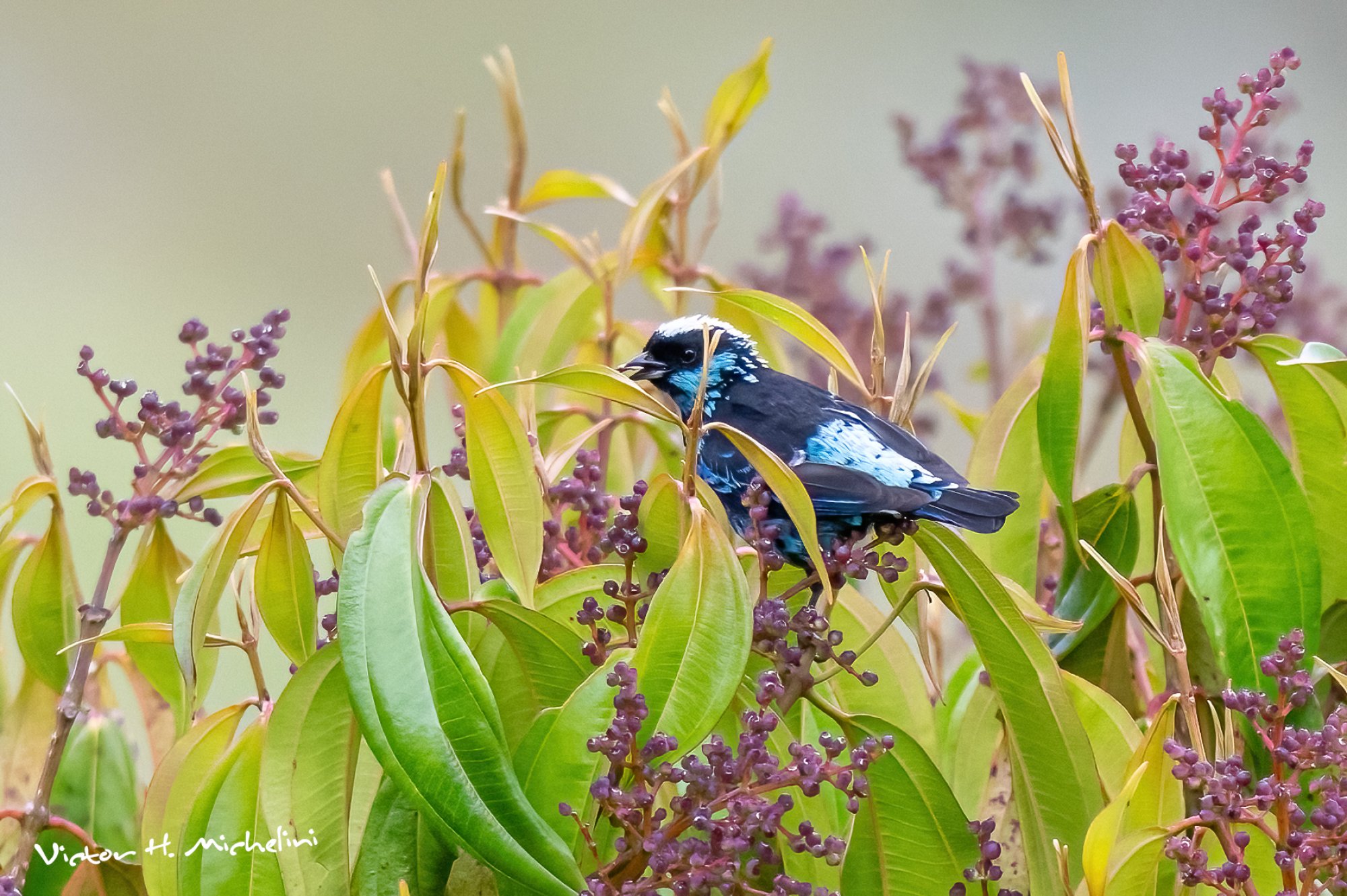Foto Tanagara Mariposa