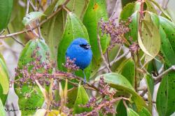 Foto Tangara Negriazul