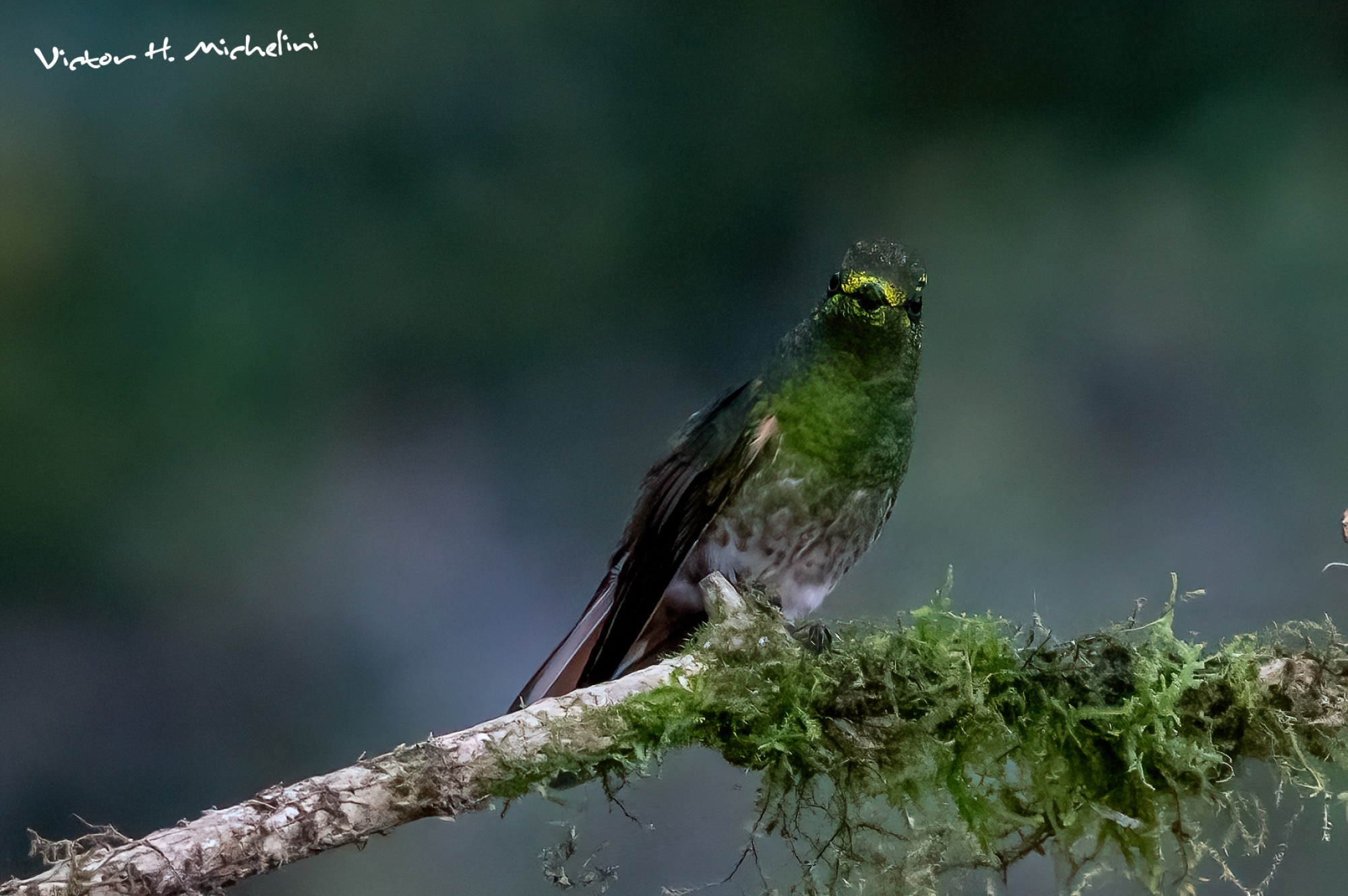 Photo Colibrí Colihabano