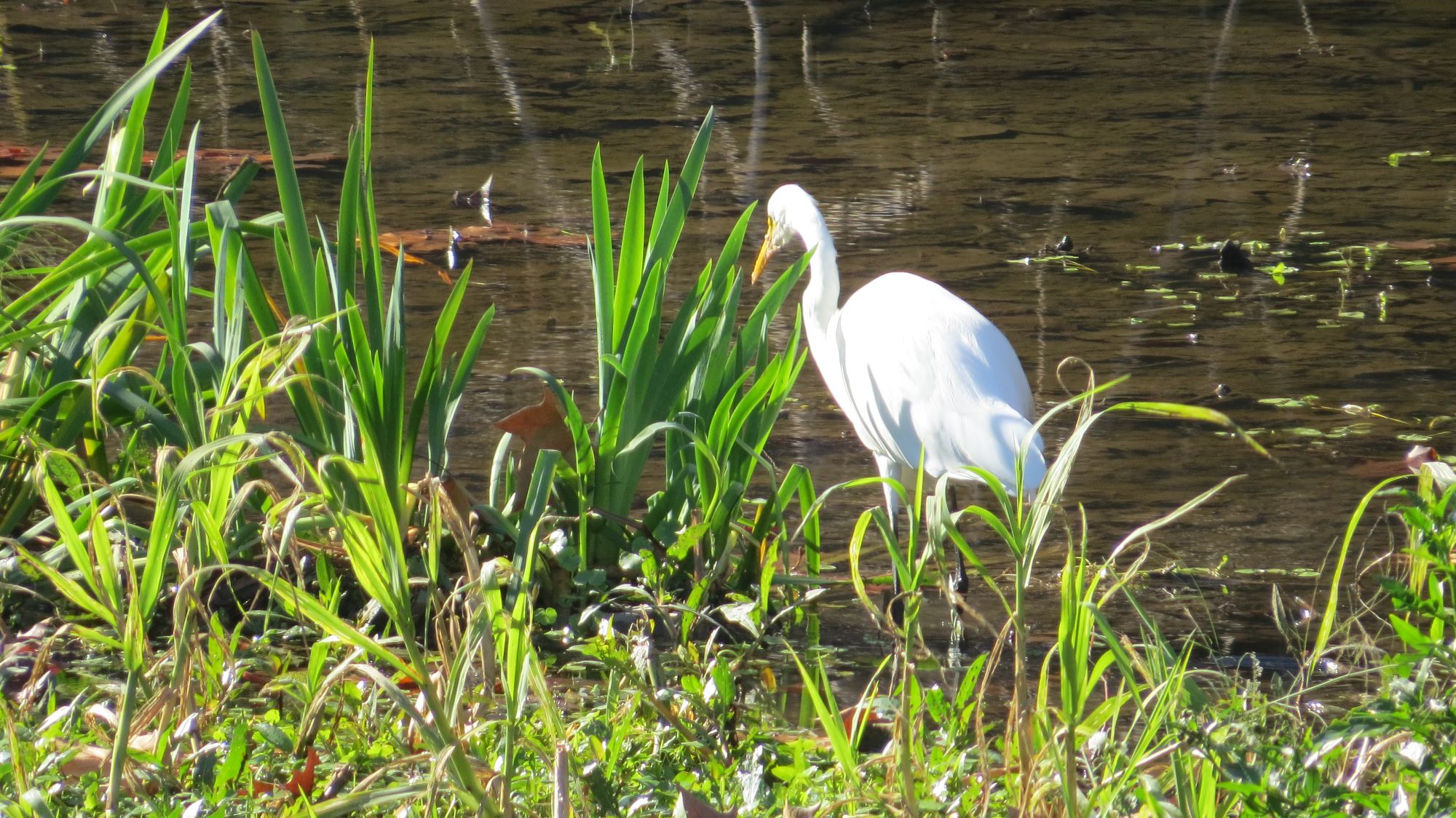 Foto Garza Blanca