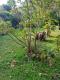 Ficus luschnathiana