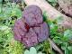 Ganoderma pfeifferi