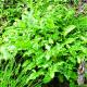 Arum italicum
