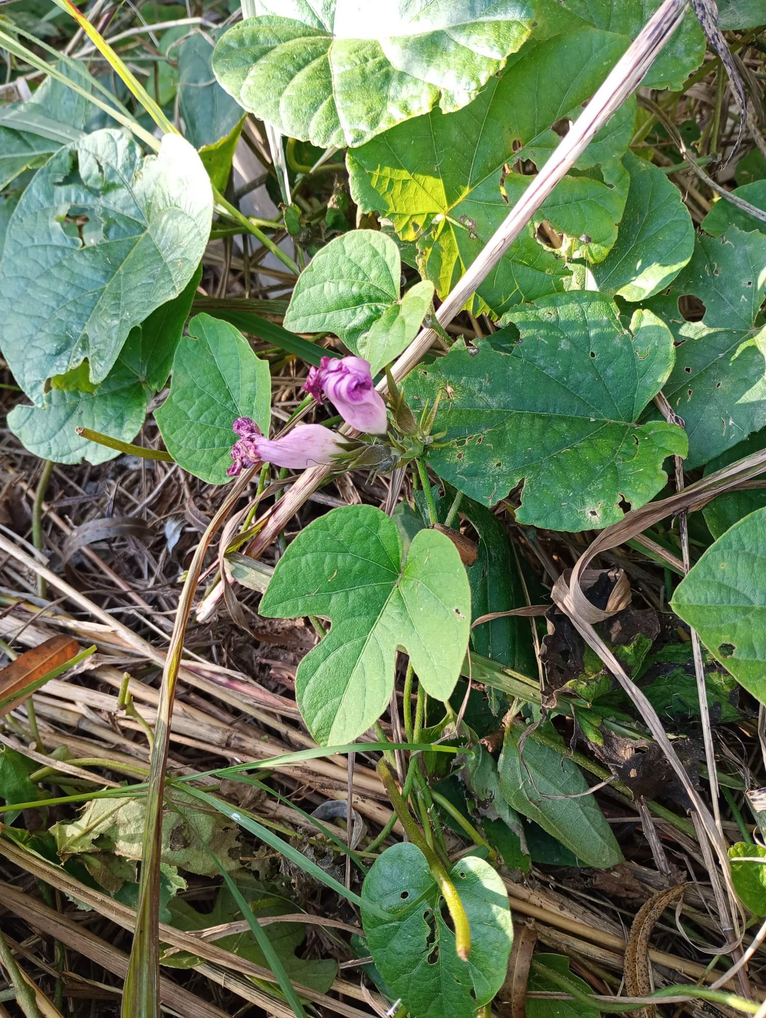 Foto Campanilla