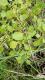 Salpichroa origanifolia
