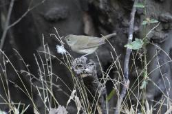 Foto Espiguero Pardo