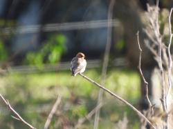Photo Golondrina Cabeza Rojiza