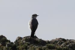 Photo Dormilona Gris