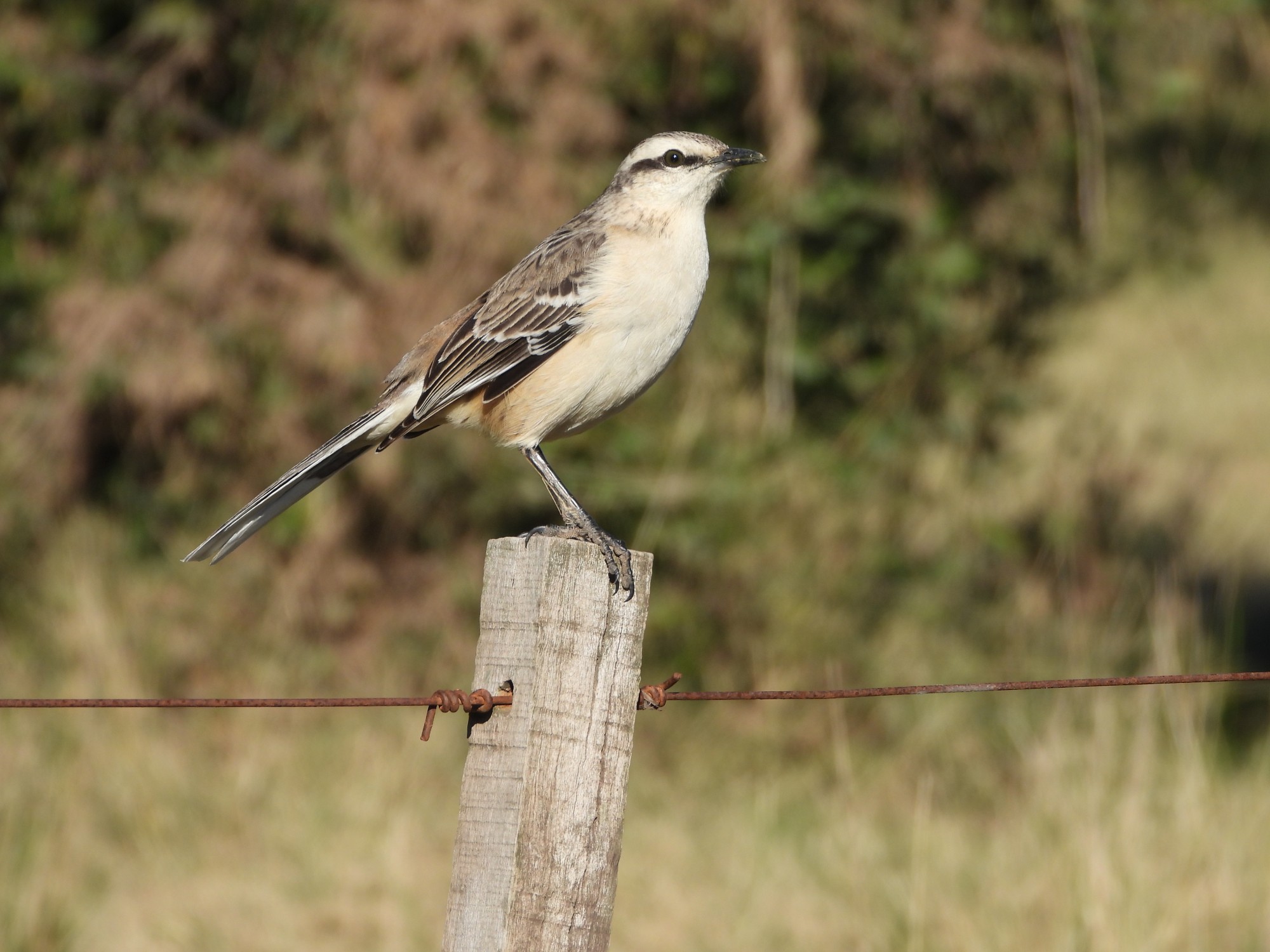 Foto Calandria Grande