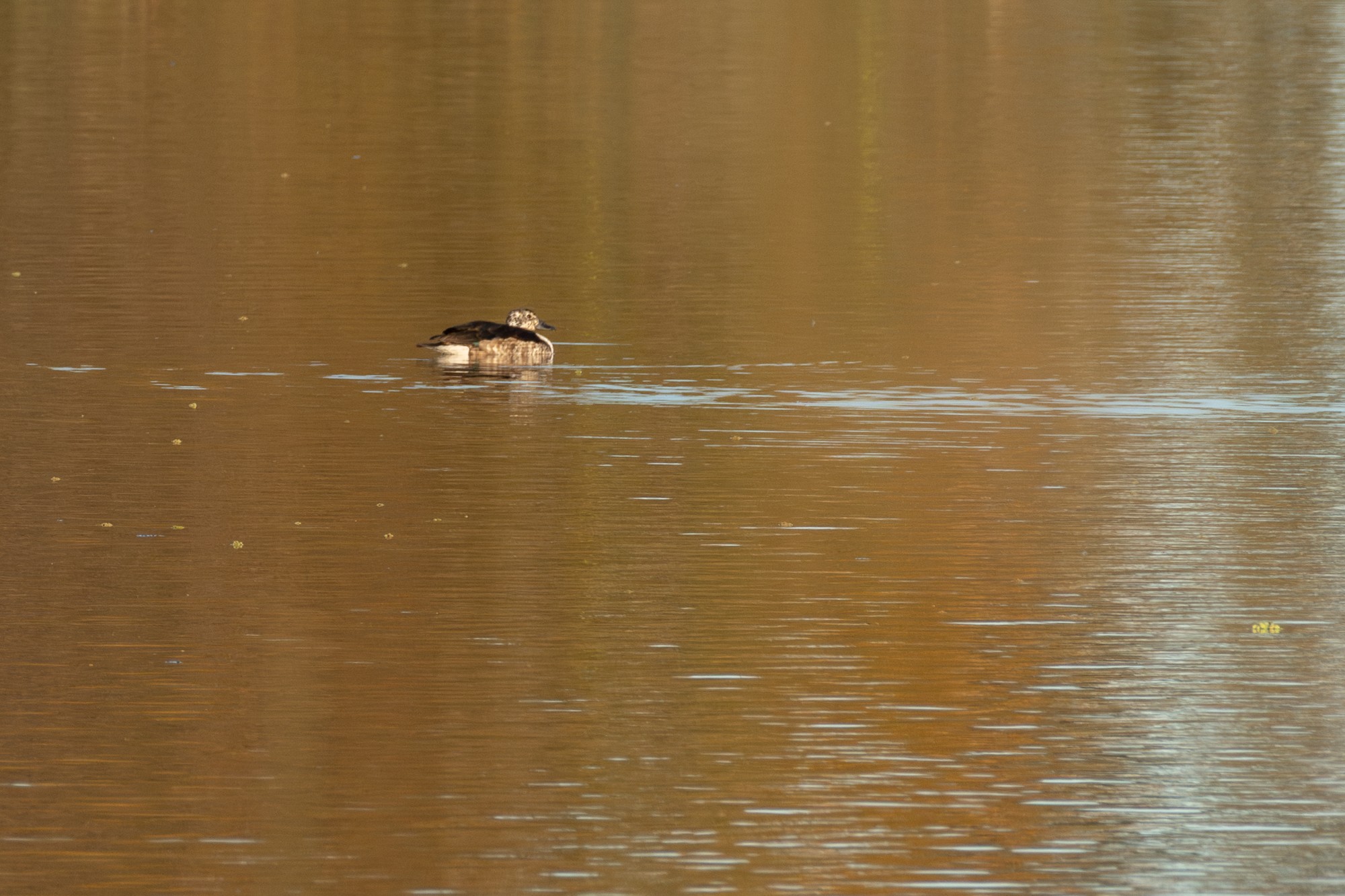 Foto Pato Crestudo