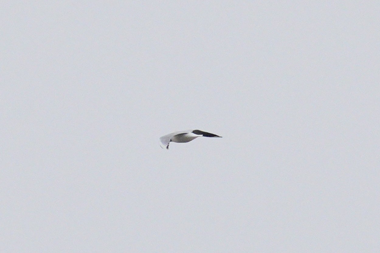Photo Gaviota Capucho Café
