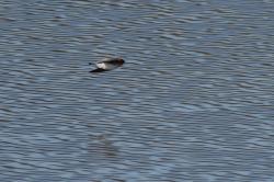 Photo Golondrina Cabeza Rojiza