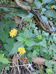 Foto Lantana
