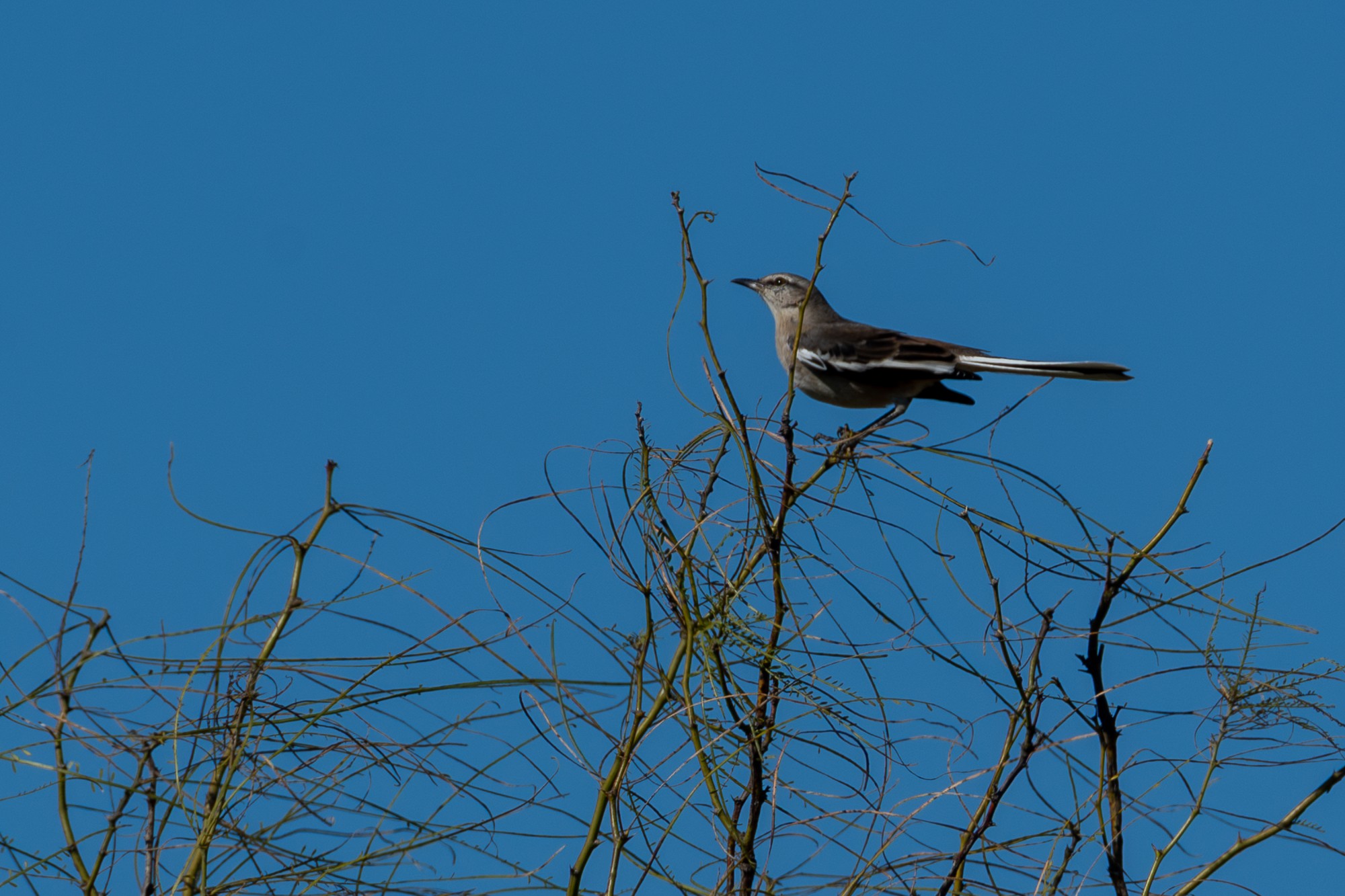 Foto Calandria Real